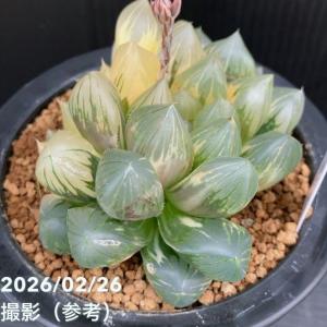 【現品お届け】ハオルチア オブツーサ錦 4号(...の詳細画像5