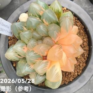 【現品お届け】ハオルチア オブツーサ錦 4号(...の詳細画像1