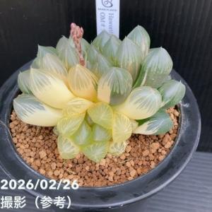 【現品お届け】ハオルチア オブツーサ錦 4号(...の詳細画像3