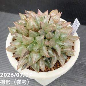 【20%OFFクーポン】【決算P10倍！8/2まで】【現品お届け】ハオルチア アトロフスカ ミュータント 4号（2）｜観葉10-TU