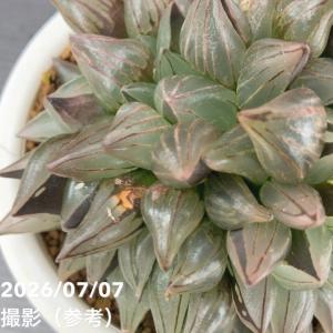【20%OFFクーポン】【決算P10倍!8/2...の詳細画像1