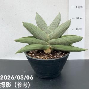 【激レア！現品お届け】サンスベリア 6号 ラグビー プラ鉢（S232）｜観葉02-D2