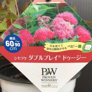 【決算P5倍！8/2まで】PW シモツケ ダブルプレイ ドゥージー 11cmロングポット｜花木04-PA