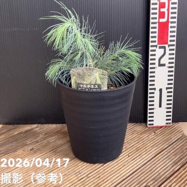マルチネスピニョンマツ 5号｜花木04-PA