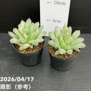 【決算P10倍!8/2まで】ハオルチア オブツ...の詳細画像3