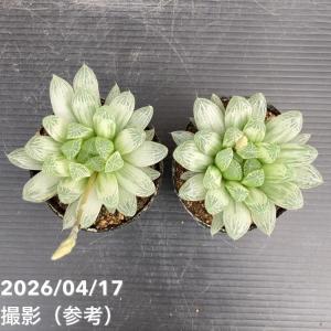 【決算P10倍!8/2まで】ハオルチア オブツ...の詳細画像4