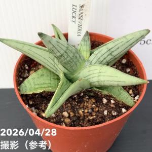 【決算P10倍!8/2まで】サンスベリア 3....の詳細画像2