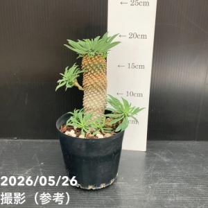 ユーフォルビア パイナップルコーン ソテツキリ...の詳細画像2