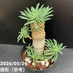 ユーフォルビア パイナップルコーン ソテツキリ...の詳細画像3