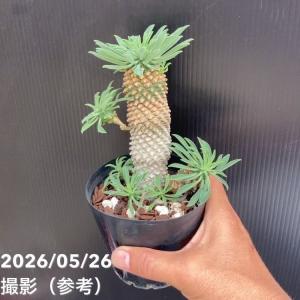 ユーフォルビア パイナップルコーン ソテツキリ...の詳細画像4