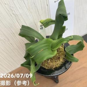【現品お届け】豊明園 万年青 オモト 鶴麒麟(...の詳細画像1