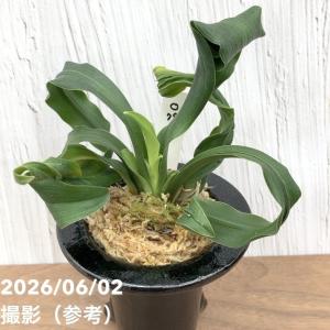 【現品お届け】豊明園 万年青 オモト 鶴麒麟(...の詳細画像3