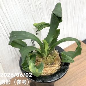 【現品お届け】豊明園 万年青 オモト 鶴麒麟(...の詳細画像4