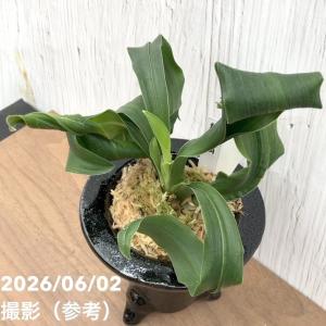 【現品お届け】豊明園 万年青 オモト 鶴麒麟(...の詳細画像5
