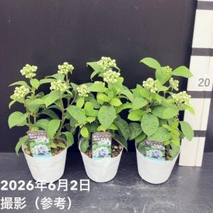 【65周年記念P11倍】常山アジサイ 碧のひとみ 3.5号 3株セット｜花木10-TU