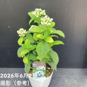 常山アジサイ 碧のひとみ 3.5号 3株セット...の詳細画像3