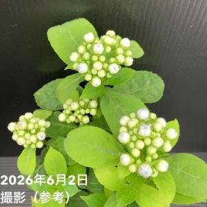 常山アジサイ 碧のひとみ 3.5号 3株セット...の詳細画像4