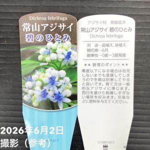 常山アジサイ 碧のひとみ 3.5号 3株セット...の詳細画像5