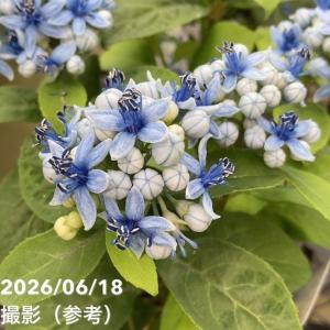 常山アジサイ 碧のひとみ 3.5号 3株セット...の詳細画像2