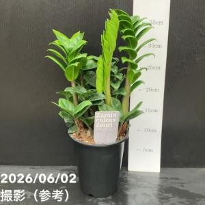 ザミオクルカス ゼンジー 4号|観葉10-TUの商品画像