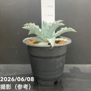 アガベ 7号 シエラアズール|観葉10-TUの商品画像