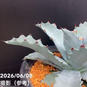 アガベ 7号 シエラアズール|観葉10-TUの詳細画像2