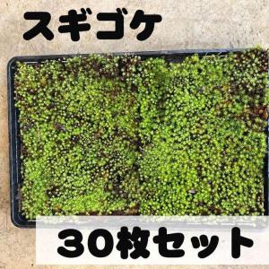 【お買い得！】苔トレー スギゴケ 杉苔 30枚（1トレー約28cm×横約48cm）｜山野10-AK