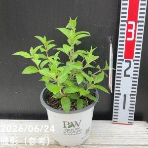 PW ノリウツギ ミニ ホイップ 5号|花木0...の詳細画像3