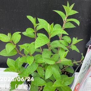 PW ノリウツギ ミニ ホイップ 5号|花木0...の詳細画像4