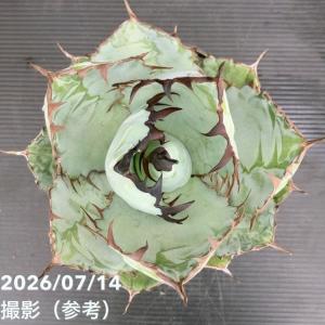 アガベ 5号 チタノタ ブラックアンドブルー ...の詳細画像5
