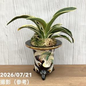 【現品お届け】豊明園 万年青 オモト 新生殿（しんせいでん）錦鉢（O89）｜観葉10-TU