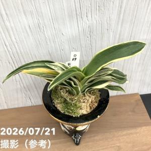 【現品お届け】豊明園 万年青 オモト 新生殿(...の詳細画像1