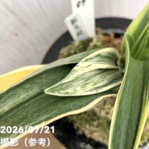 【現品お届け】豊明園 万年青 オモト 新生殿(...の詳細画像3