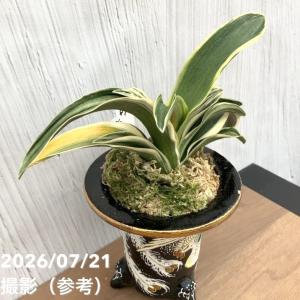 【現品お届け】豊明園 万年青 オモト 新生殿(...の詳細画像4