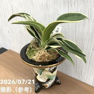 【現品お届け】豊明園 万年青 オモト 新生殿(...の詳細画像5