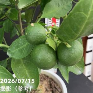 <実付き柑橘>カンダシトラスファームさん 鈴な...の詳細画像1