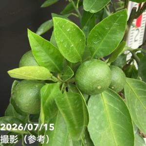 <実付き柑橘>カンダシトラスファームさん 鈴な...の詳細画像2