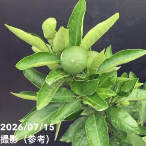 <実付き柑橘>カンダシトラスファームさん 鈴な...の詳細画像3