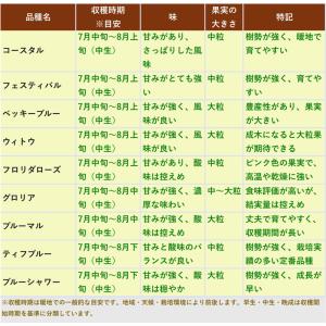 【予約9月下旬以降発送】ブルーベリー苗 ラビッ...の詳細画像2