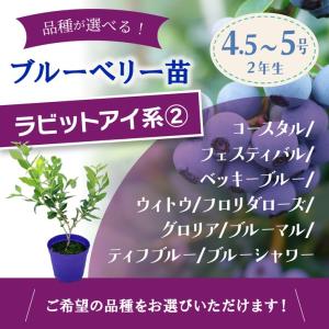 【予約9月下旬以降発送】ブルーベリー苗 ラビッ...の詳細画像1