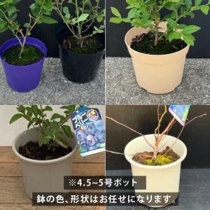 【予約9月下旬以降発送】ブルーベリー苗 ラビッ...の詳細画像3