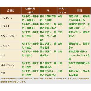 【予約9月下旬以降発送】ブルーベリー苗 ラビッ...の詳細画像2