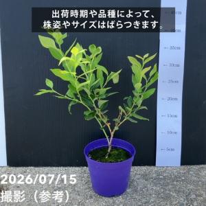 【予約9月下旬以降発送】ブルーベリー苗 ラビッ...の詳細画像4