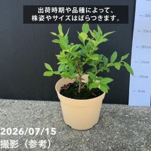 【予約9月下旬以降発送】ブルーベリー苗 ラビッ...の詳細画像5