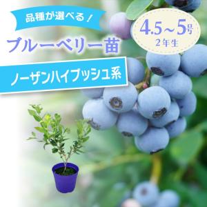 【予約9月下旬以降発送】ブルーベリー苗 ノーザンハイブッシュ系 選択可能品種（ウェイマウス/スパルタン/エリザベス/チャンドラーなど）2年生苗｜果樹10-TU