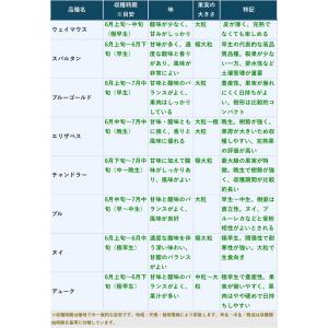 【予約9月下旬以降発送】ブルーベリー苗 ノーザ...の詳細画像2
