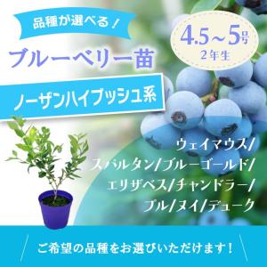 【予約9月下旬以降発送】ブルーベリー苗 ノーザ...の詳細画像1