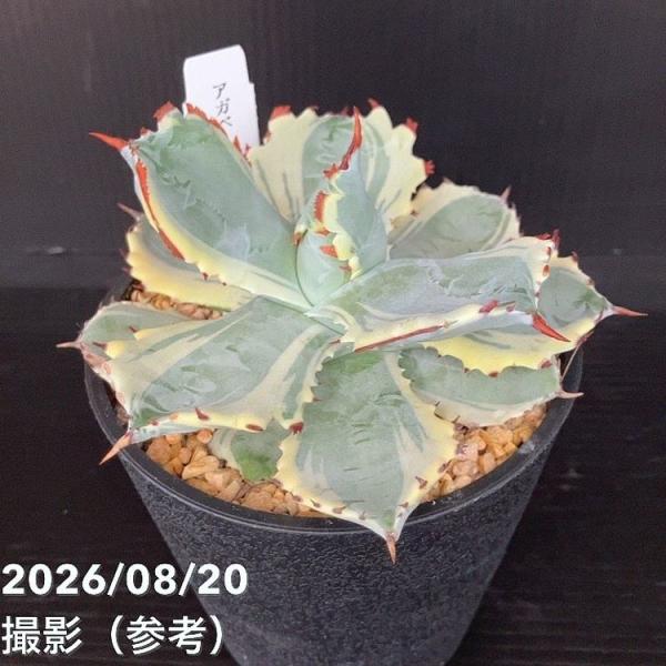 アガベ 3.5号 イスメンシス 兜蟹錦 カブトガニニシキ｜観葉10-TU