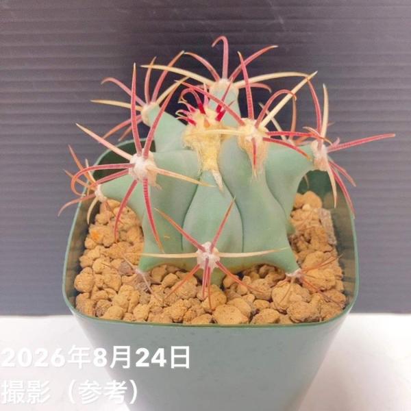 【現品お届け】SABOTENKI フェロカクタス Ferocactus emoryi 江守 実生 3...
