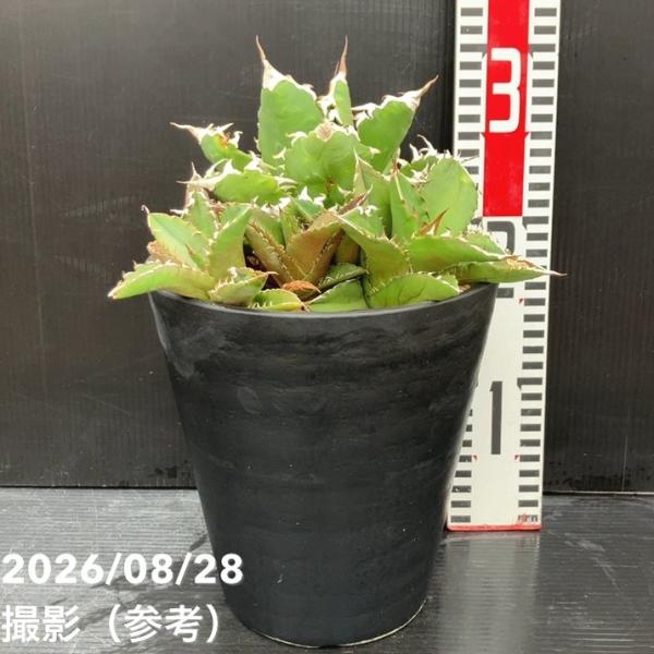 【現品お届け】アガベ 6号 オテロイ 実生（7）｜観葉10-TU